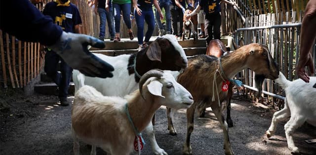 25 Sacrificial Goats worth Rs 1.9 mln  Stolen from Karachi’s Gulistan-e-Jauhar
