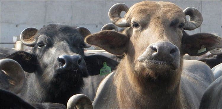 Pakistan to export high-value buffalo genetic material to China