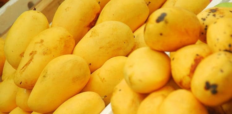 Pakistan's mango exports shrink as Middle East war impacts linger