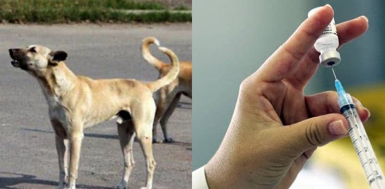 Sindh launches rabies prevention campaign