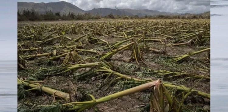 What will humans eat if all crops destroyed?